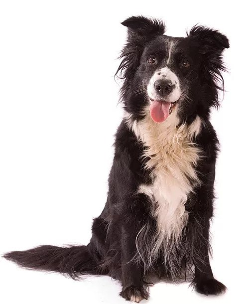 Well-trained border collie — Victorian Dog Training Academy