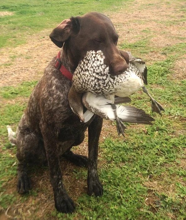 Gun Dog Training Victorian Dog Training Academy (VDTA) in Melbourne