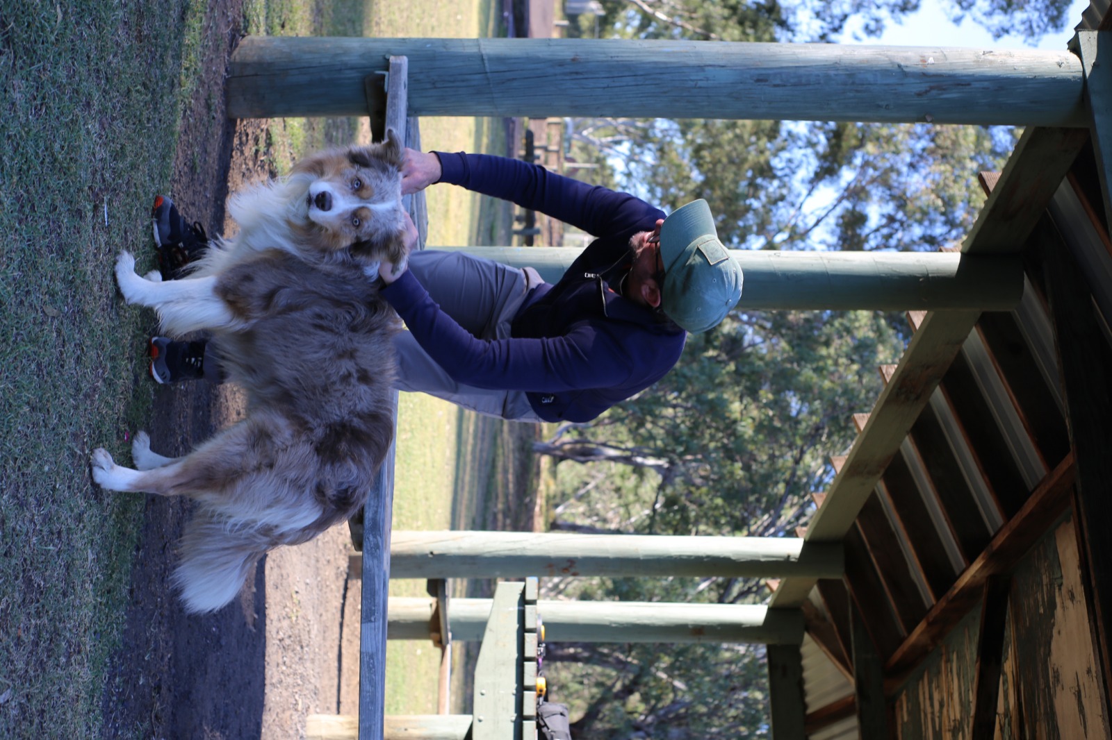 Well-trained border collie — Victorian Dog Training Academy